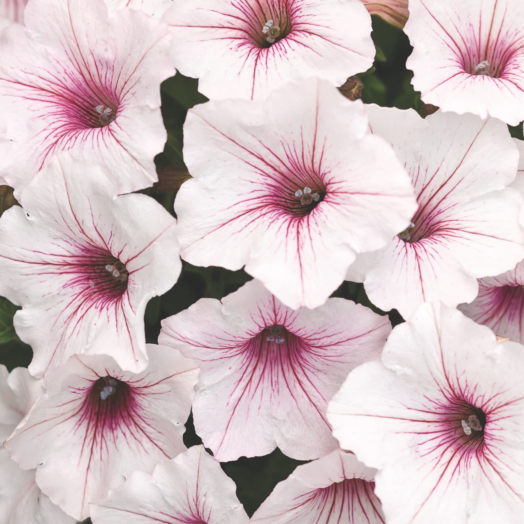 Proven Winners 4" White Supertunia Vista Silverberry Petunia Live Plant in 4.25" Pot (4 Count)