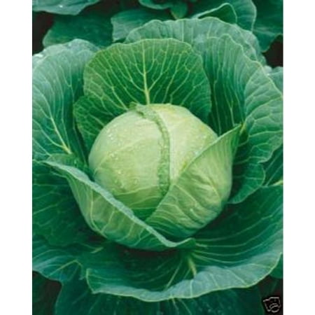 Cabbage Golden Acre Great Heirloom Vegetable 4,000