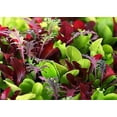 thumbnail image 2 of Microgreens Mix - Basil, Onion, Radish, Alfalfa, Wheatgrass - 5 of The Best Microgreens to Grow, 2 of 3