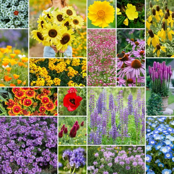 Eden Brothers The Bees Knees Wildflower Mixed Seeds for Planting, 1 lb, 480,000  Seeds with Siberian Wallflower, Cosmos | Attracts Pollinators, Plant in Spring or Fall, Zones 3, 4, 5, 6, 7, 8, 9, 10
