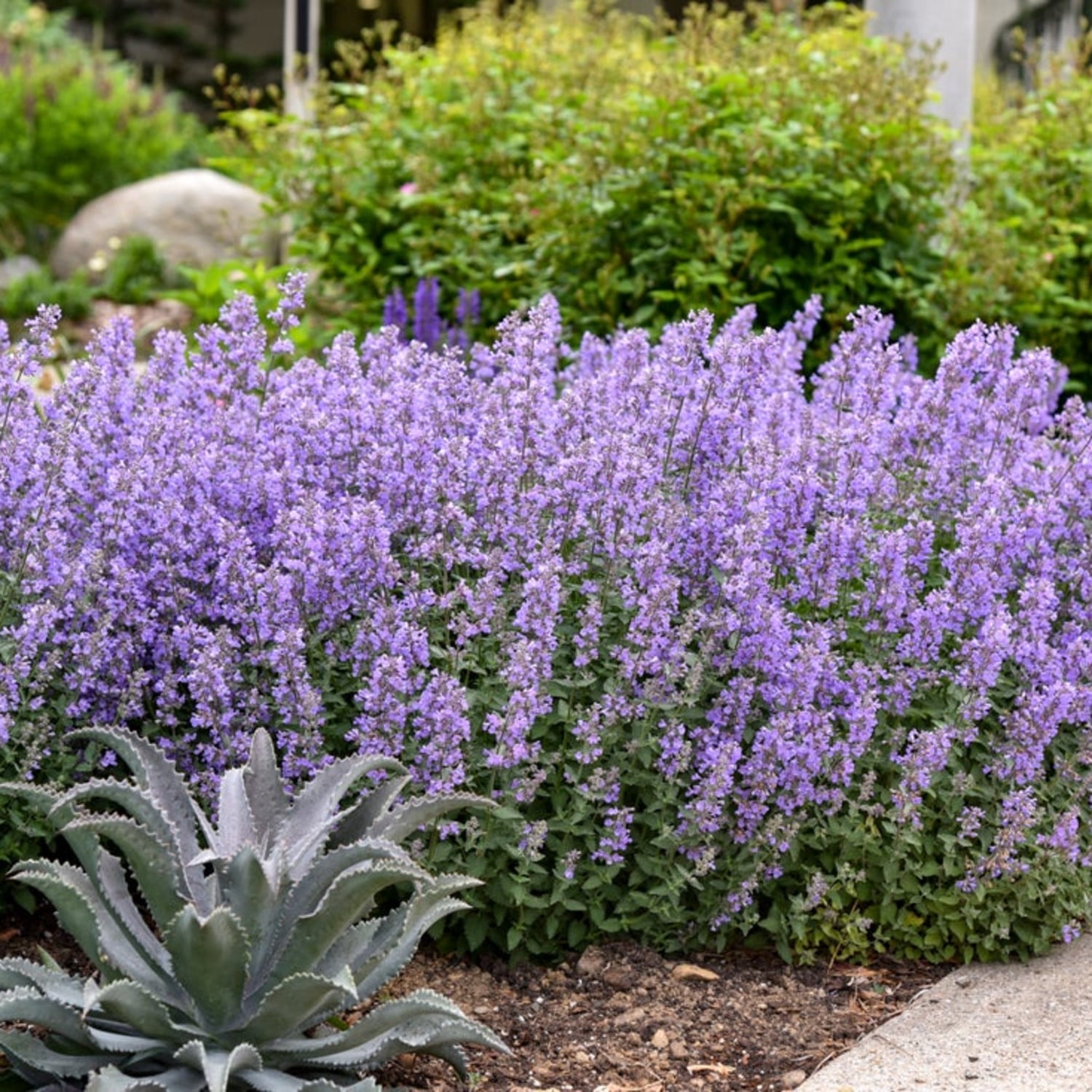 Proven Winners 6" Blue 'Cat's Meow' Catmint Live Plant in 6.5" Pot