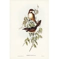 thumbnail image 2 of Gould, John 23x32 White Modern Wood Framed Museum Art Print Titled - Noisy Brush-bird-Atrichia clamosa, 2 of 4