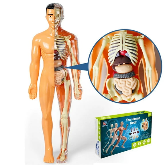 Human Body Torso Anatomy Model in Science Education Organs Removable Toy as Gift for 6-18 Year