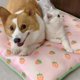 thumbnail image 3 of QUTETN Dog Self Cooling Pet Washable Summer Pads Kennel, 3 of 4