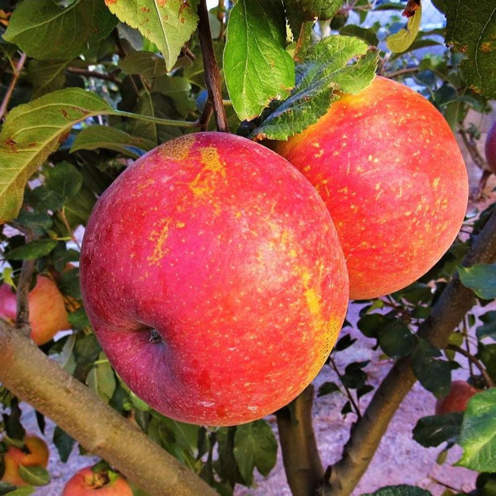 Expert Gardener 2-3 ft tall Fuji Apple Live Tree in 5-Gallon Grower Pot
