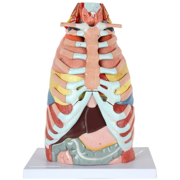Axis Scientific 15-Part Laryngeal Cardiopulmonary Anatomy Model - Detailed Human Torso Anatomy Model for Patient Consulation, Medical Education, Anatomists - Durable and Realistic
