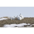 thumbnail image 2 of Arctic Hare Performing The Social Behavior Of *Nosing* On Banks Island Northwest Territories Canada Print, 2 of 4
