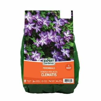 その他 Lily Van Zyverden Lily Oriental Mix, Dormant Bulb, Partial Sun, Multi