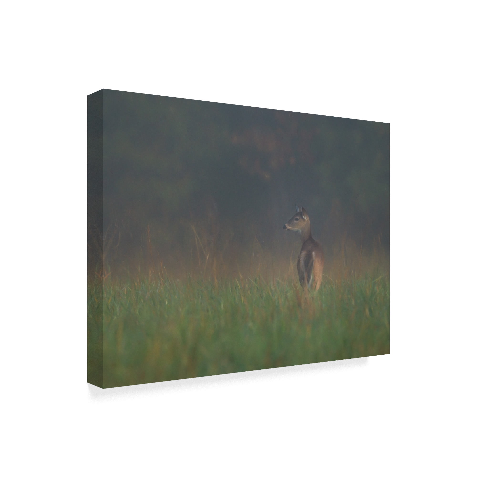 Trademark Fine Art 'Cades Cove Doe' Canvas Art by Galloimages Online