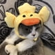 thumbnail image 4 of Sombrero para Mascotas NikouMX con Forma de Pato, 4 of 8