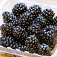 thumbnail image 5 of Direct Gardening Triple Crown Blackberry Bush Potted Fruit Bearing Plant Grown in a 1 Gal Pot, 1 Per Offer, 5 of 5