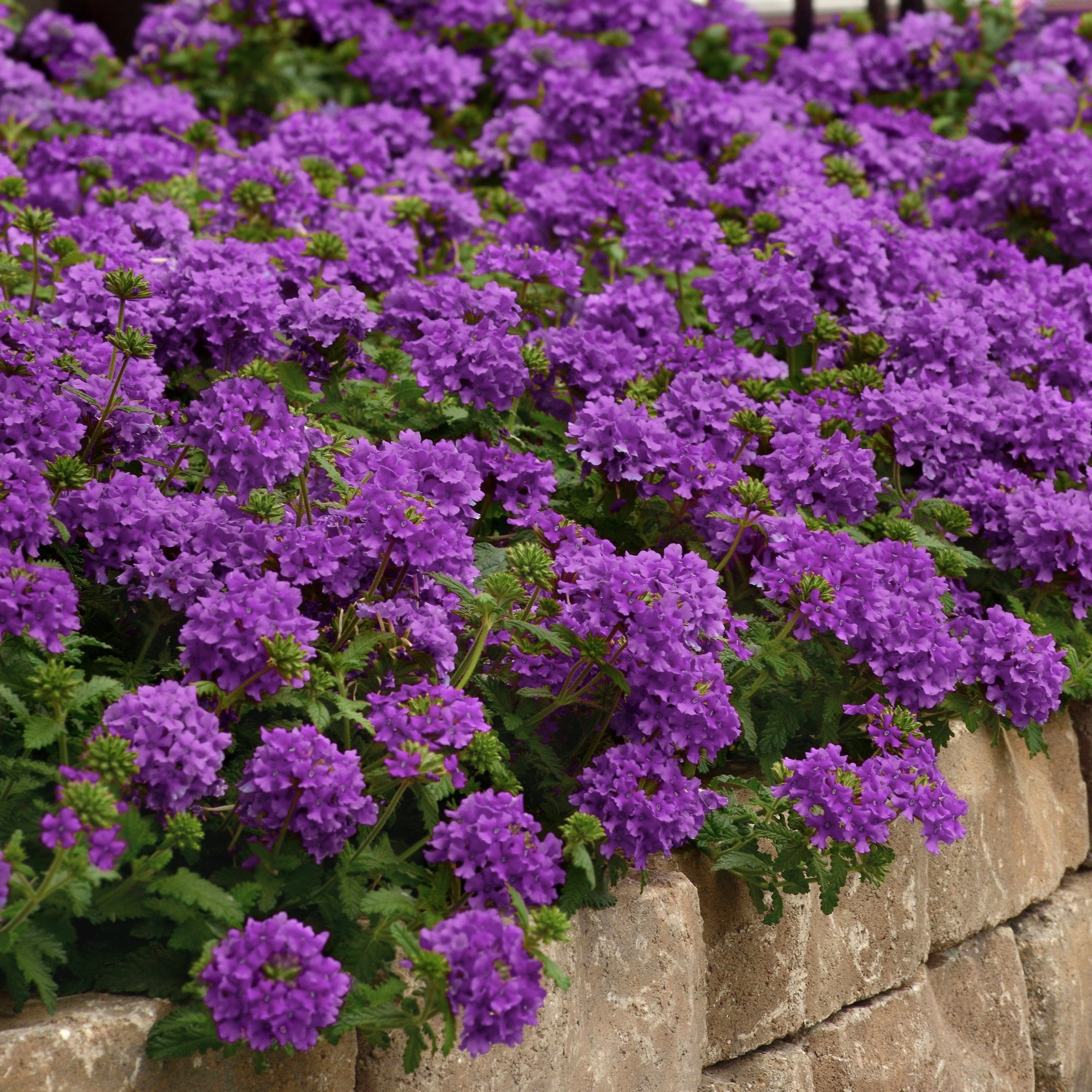 Live Perennial 4" Verbena EnduraScape Dark Purple (3-Pack) with Full Sunlight