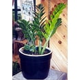 thumbnail image 3 of Rare ZZ Plant - Zamioculcas zamiifolia - Hardy House Plant - 5" Pot, 3 of 3