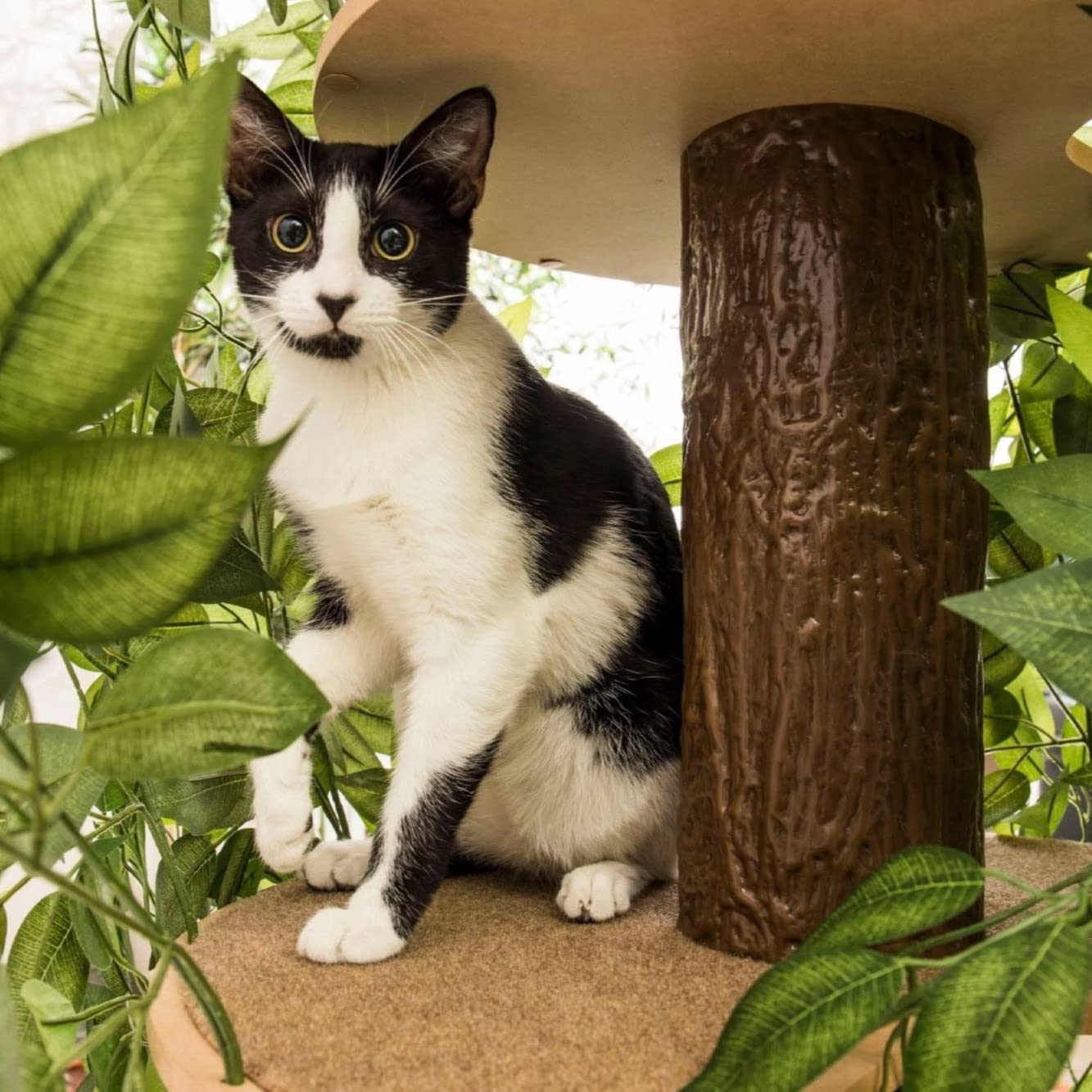 On2Pets Cat Tree with Leaves, Cat House  Cat Activity Tree, Multi-Level Cat  Condo for Indoor Cats, Square Base