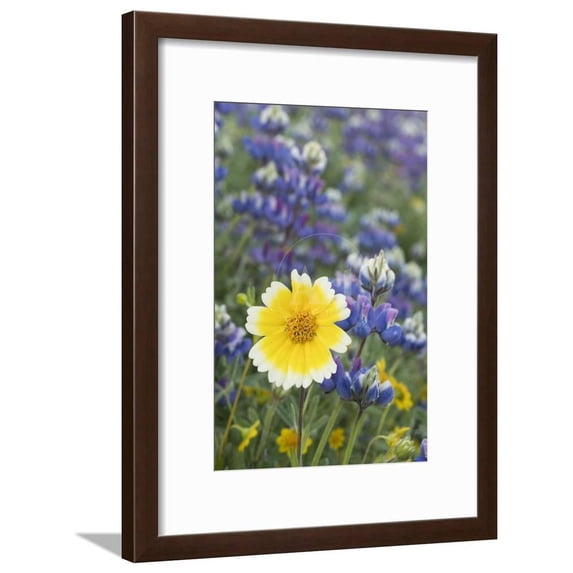 California Tidy tip flower stands out in a group of Sky Lupine in a meadow in the sierra foothills, Framed Art Print Wall Art by Brenda Tharp Sold by Art.Com