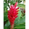 Ginger Plant - Hawaiian Red Ginger Starter Plant - Approx. 6 - 10 Inches