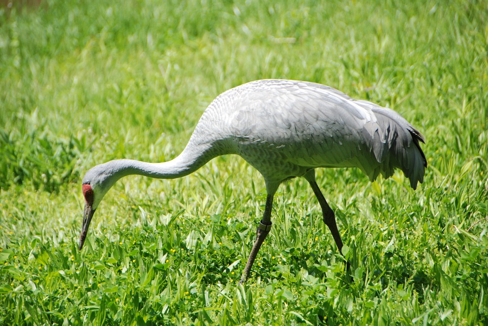Waterfowl Sandhill Crane Illinois Crane Bird12 Inch By 18 Inch