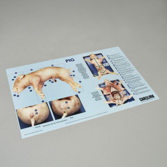 Carolina Pig Dissection Mat, Dissection Guidelines Printed On Mat