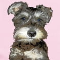 thumbnail image 2 of CafePress - Miniature Schnauzer Long Sleeve Infant Bodysuit - Long Sleeve Cotton Baby Bodysuit, 2 of 4