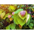 thumbnail image 3 of 30 Seeds FICUS TREE (Bodhi / Sacred Fig / Bo Tree / Pipal) Ficus Religiosa, 3 of 11