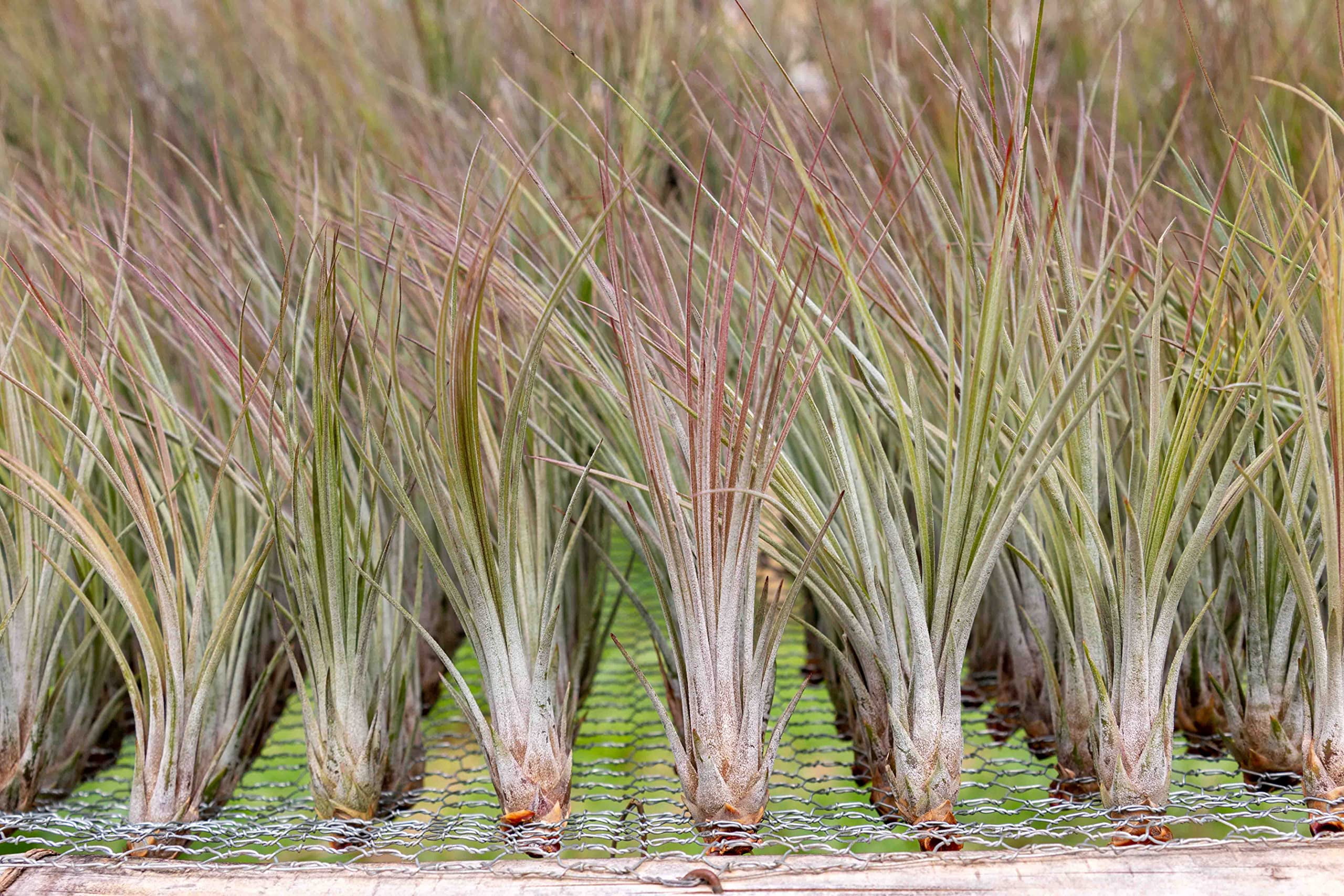 Large Juncea Air Plants 8 to 10 Inches - Live Succulent House Plants - Available in Wholesale and Bulk - Home and Garden Decor - Easy Care Indoor and Outdoor Plants (Pack of 25)
