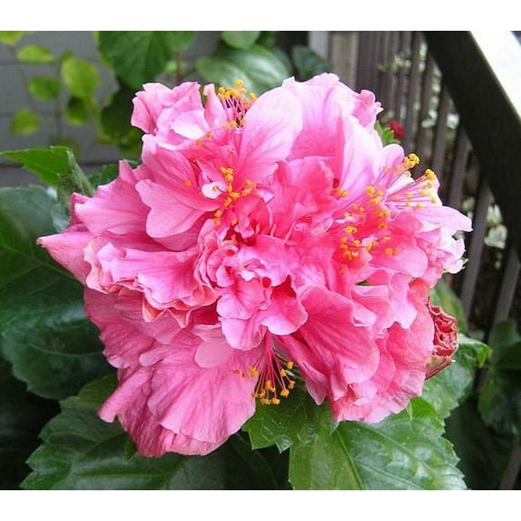 Toadstool Seeds 20 Double Bright Pink Hibiscus Seeds, Perennial Hardy Giant Garden Blooms