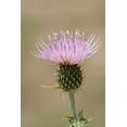 thumbnail image 2 of Jaynes Gallery 23x32 Gold Ornate Wood Framed with Double Matting Museum Art Print Titled - USA-Colorado-San Juan Mountains Thistle flower close-up, 2 of 4