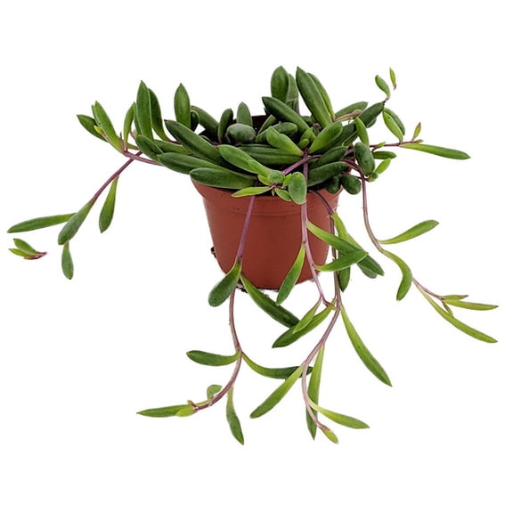 String of Rubies - Othonna capensis - Succulent Plant - 2.5" Pot