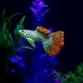 thumbnail image 3 of CSCHome Fish Tank Decoration Small Robo Fish Decor 4 PCS Fake Fish for Fake Aquarium Decor, 3 of 8