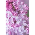 thumbnail image 3 of Murdock, Ramona 11x14 Black Modern Framed Museum Art Print Titled - Spring Lilacs III, 3 of 5