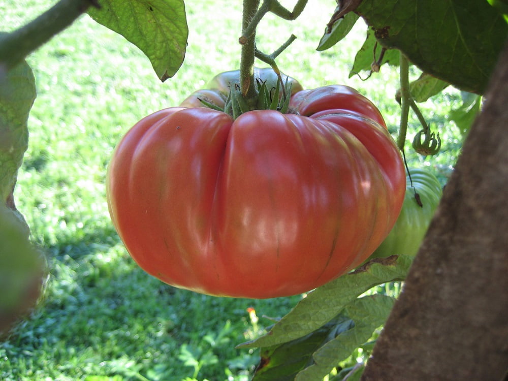 Brandywine Tomato Plant Good Tomato Taste! Live Plant 3.5" Pot