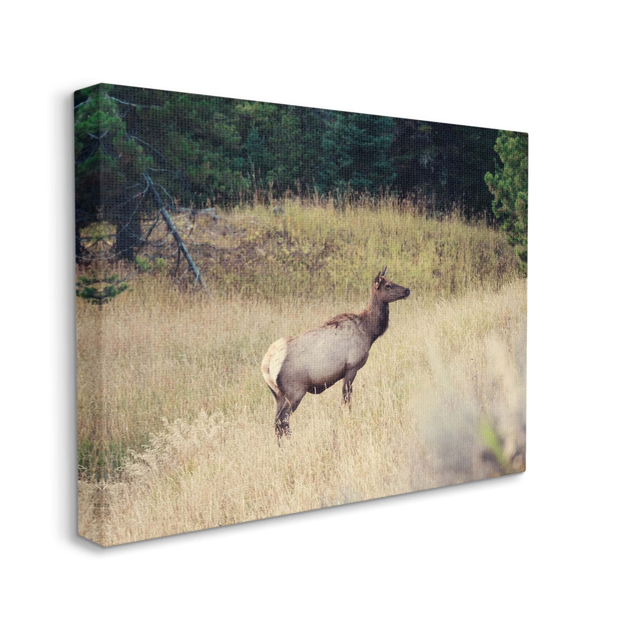Stupell Wild Elk Nature Grove Photography Animals & Insects Photography Gallery Wrapped Canvas Print Wall Art