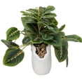 thumbnail image 5 of Mainstays Artificial Maranta in White Ceramic Shell Vase, 9", 5 of 6