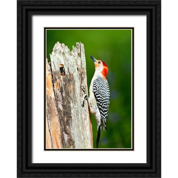 Friel, Bernard 18x24 Black Ornate Wood Framed with Double Matting Museum Art Print Titled - Florida-Immokalee-Midney Home-Red-bellied Woodpecker Feeding on Stump