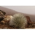 thumbnail image 2 of Illg, Cathy and Gordon 24x17 White Modern Wood Framed Museum Art Print Titled - Hawaii, Maui, Haleakala NP Silversword plant, 2 of 4