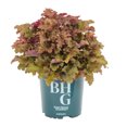 thumbnail image 2 of Better Homes & Gardens 2.5QT Red Heuchera Live Plant Grower Pot Sun, 2 of 5