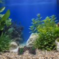 thumbnail image 4 of unbranded 1Jgo Resistente De Resina Con Y Naufragio Para Acuarios Con Peces Y Camarones, 4 of 6