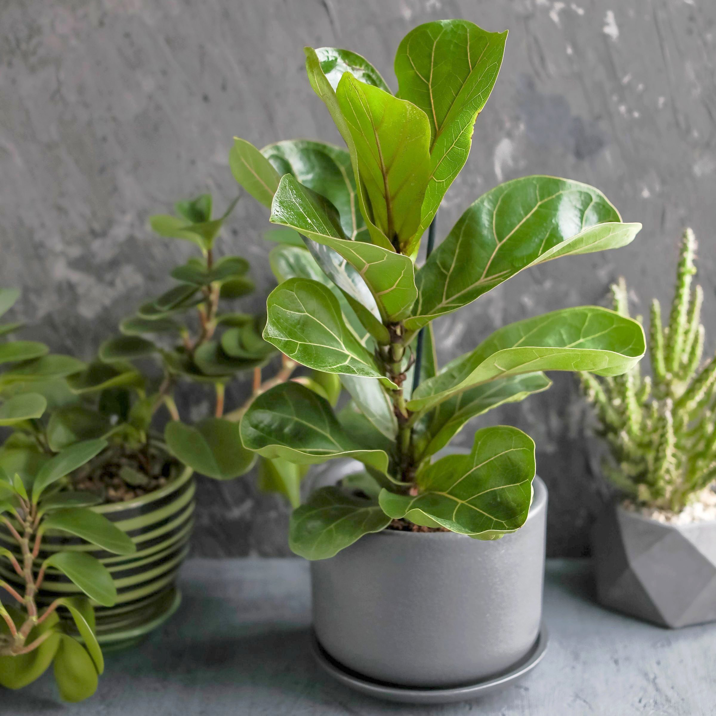 6 in. Ficus Lyrata Suncoast Plant in Grower Container
