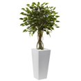 thumbnail image 1 of Ficus Tree with White Planter UV Resistant, 1 of 1