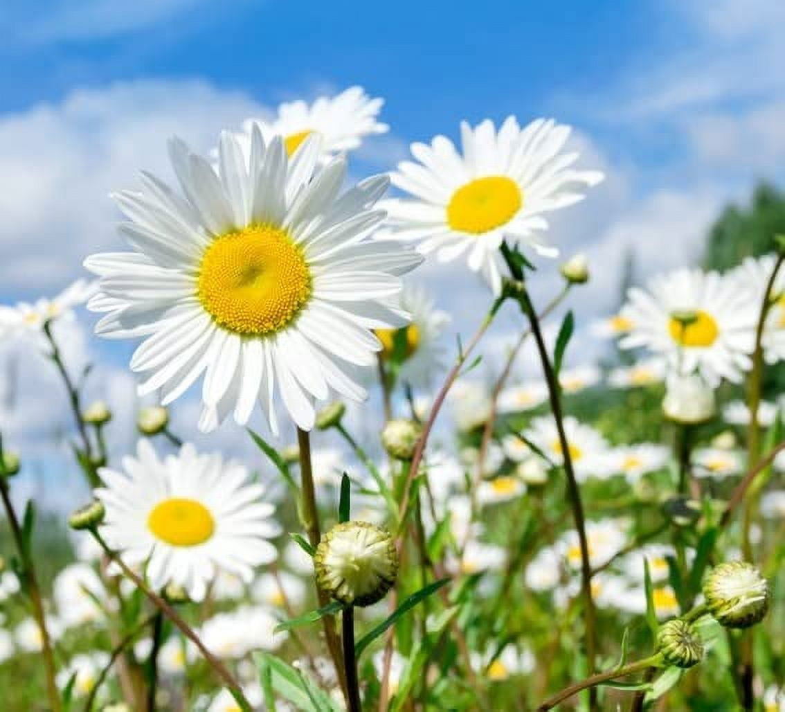 CZ Grain - 1,000 Shasta Daisy Seeds, Easy to Grow White