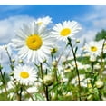 thumbnail image 2 of 1,000 White Daisy Seeds for Planting - Shasta Daisy - Easy to Grow Perennial Flowers, 2 of 3