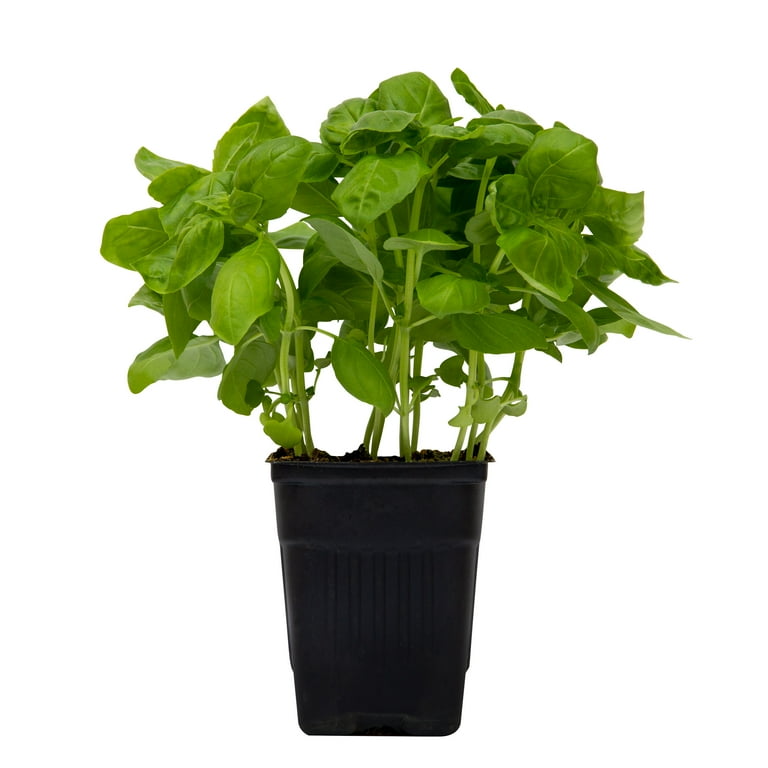 Fresh Basil Leaves Walmart
