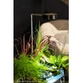 thumbnail image 5 of Aquascape 78332 Aqua Garden Plant Light, 5 of 5