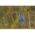 thumbnail image 2 of Jones, Adam 32x23 White Modern Wood Framed Museum Art Print Titled - Blue jay, 2 of 4