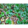 thumbnail image 3 of 1000 DICHONDRA Repens aka Lawn Leaf Flower Evergreen Ground Cover Seeds, 3 of 3