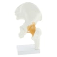 thumbnail image 4 of De La Articulación De La Cadera Humana De Tamaño Natural Con Anatomía Humana Médica Del Modelo De Ligamento Soledad Articulación de cadera humana, 4 of 10
