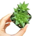 thumbnail image 2 of Haworthia Batesiana (4"+ Plastic Pot) - Tiny, Lovely, Easy to Care Succulent for Beginners - Live Succulent for Home Office, 2 of 6