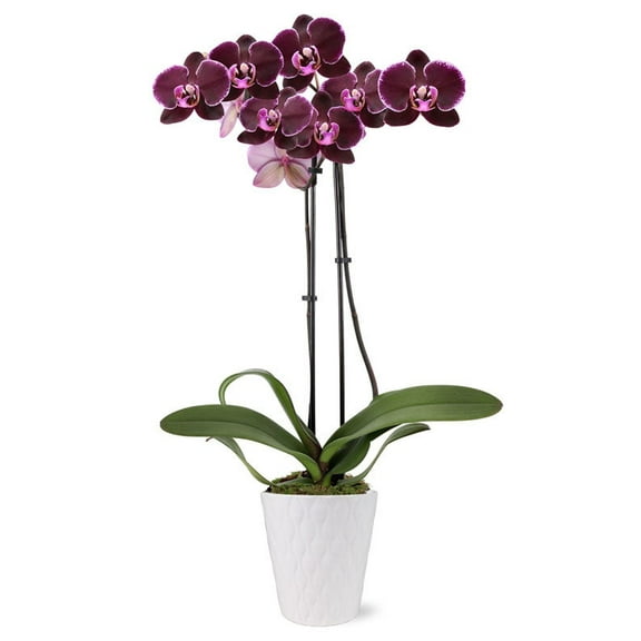 From You Flowers - Paradise Purple Orchid for Birthday, Anniversary, Get Well, Congratulations, Thank You, All Occasions