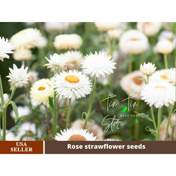 100 Seeds| Strawflower Seeds - White [BUY 3 GET 1 FREE] #K001