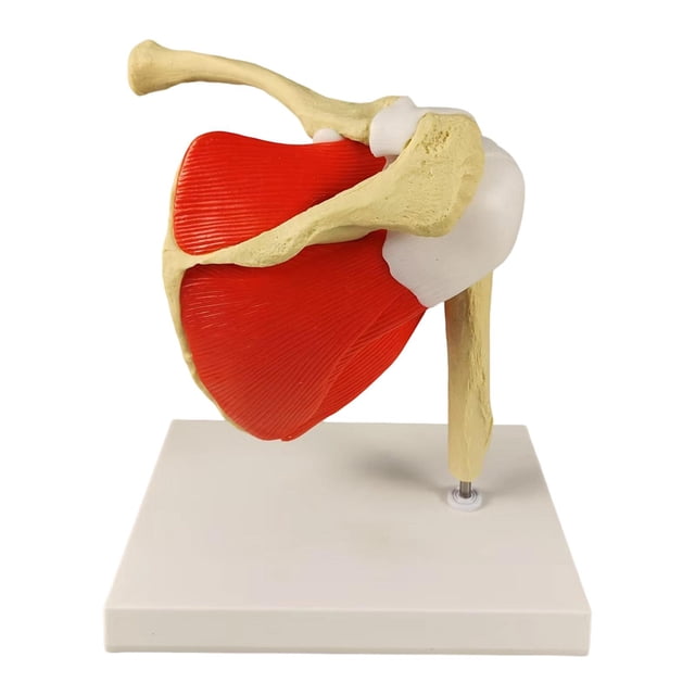 Modelo de articulación del hombro humano, material didáctico, portátil, con modelo básico de esqueleto del hombro para aprendizaje, investigación, lab